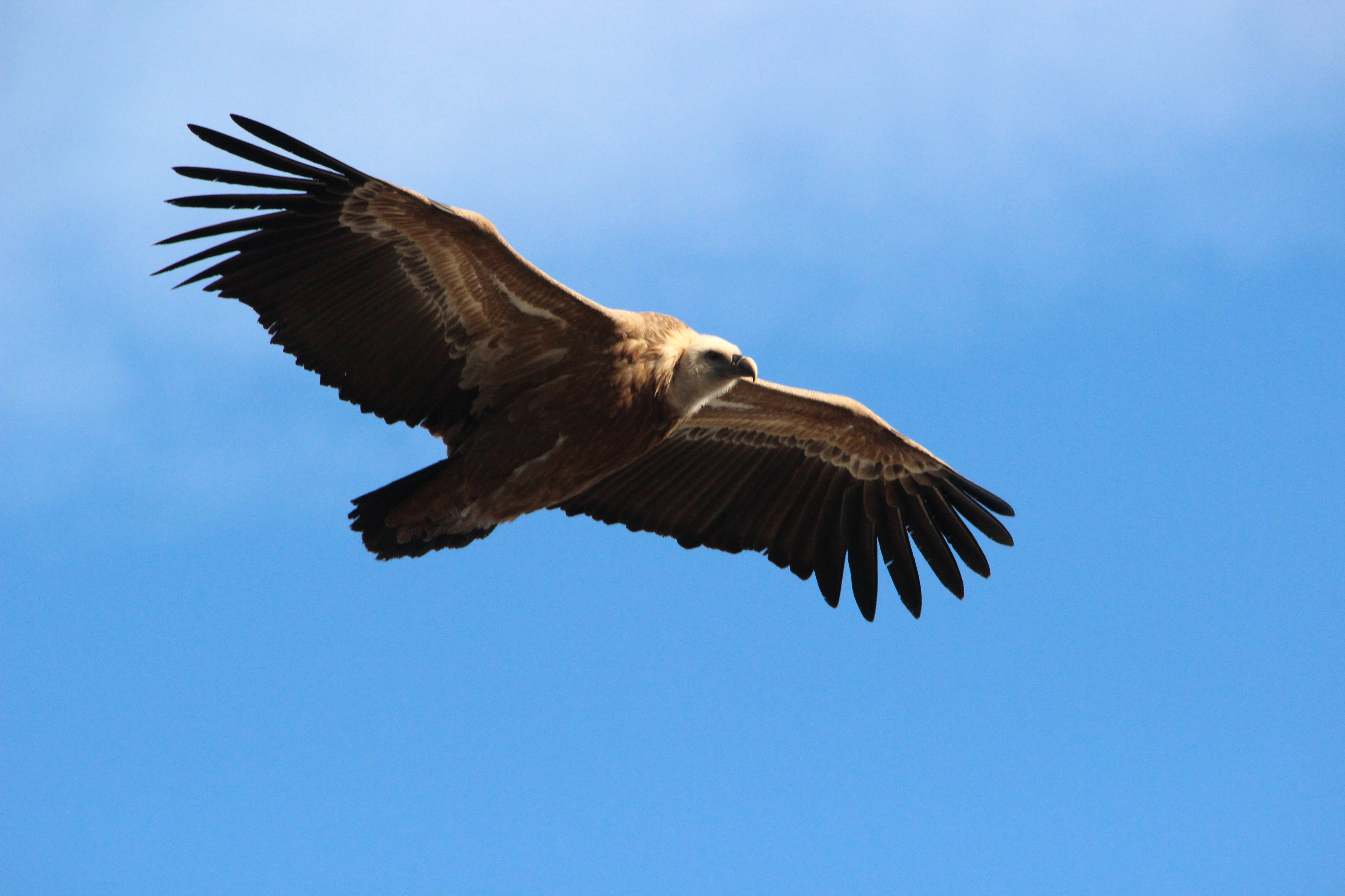 Observation des rapaces